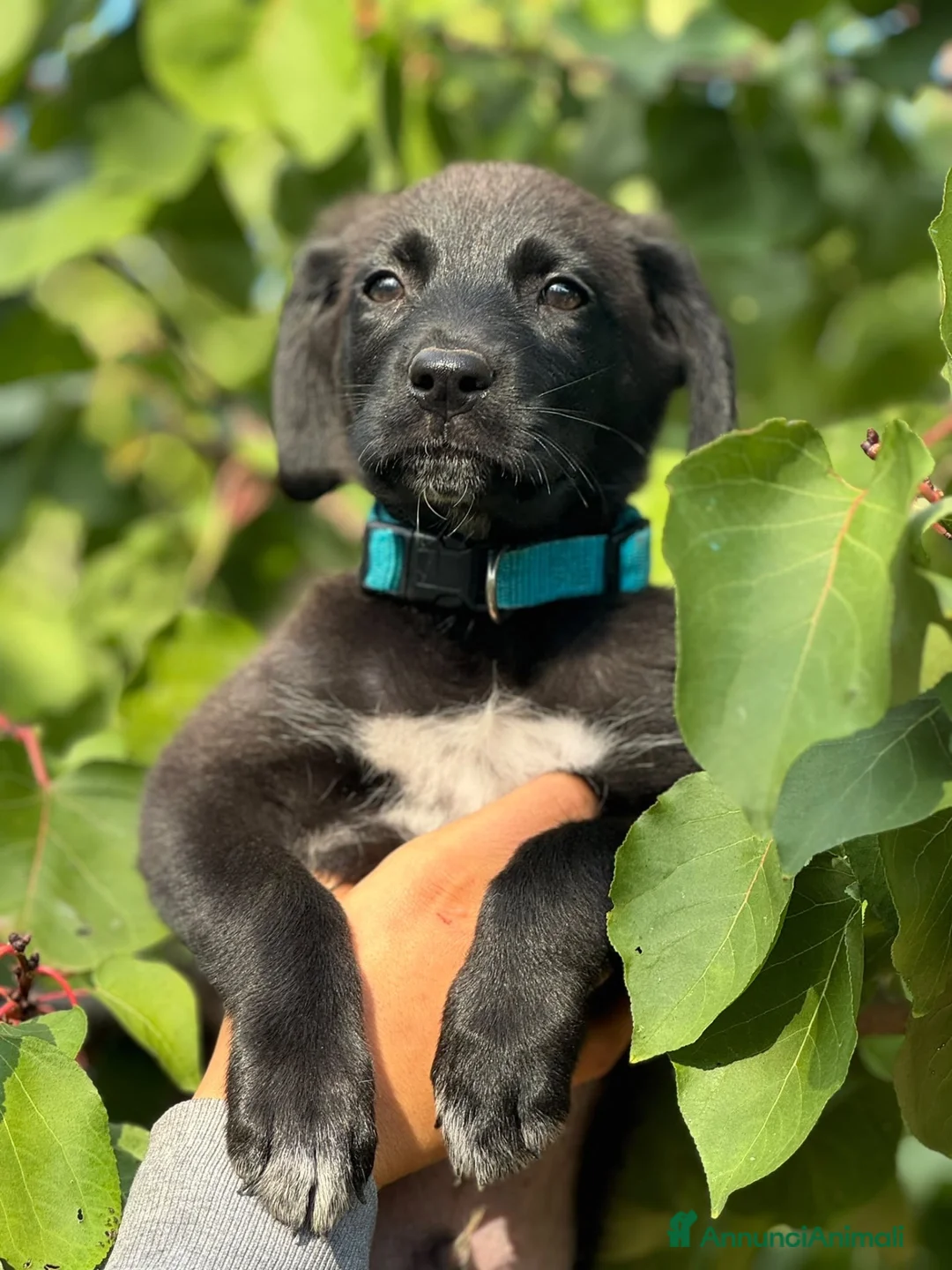 Meticcio cani in regalo: Eren cucciolo simil Labrador  a Città metropolitana di Milano - Annuncio 1