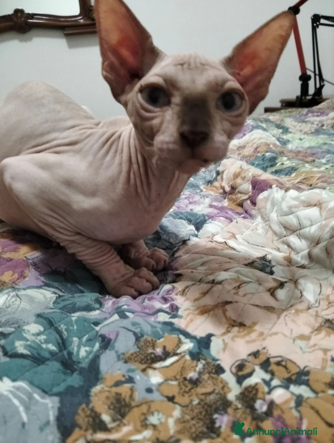 Sphynx gatti in vendita: Sphynx  - Annuncio 2