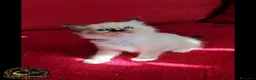 Ragdoll gatti in vendita: Ragdoll cuccioli alta genealogia  - Annuncio 7