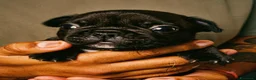 Bulldog Francese cani in vendita: Bulldog francese cucciolo  - Annuncio 3