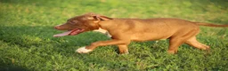 Pitbull cani in vendita: Cuccioli Pit Bull con pedigree anche a rate - Annuncio 25