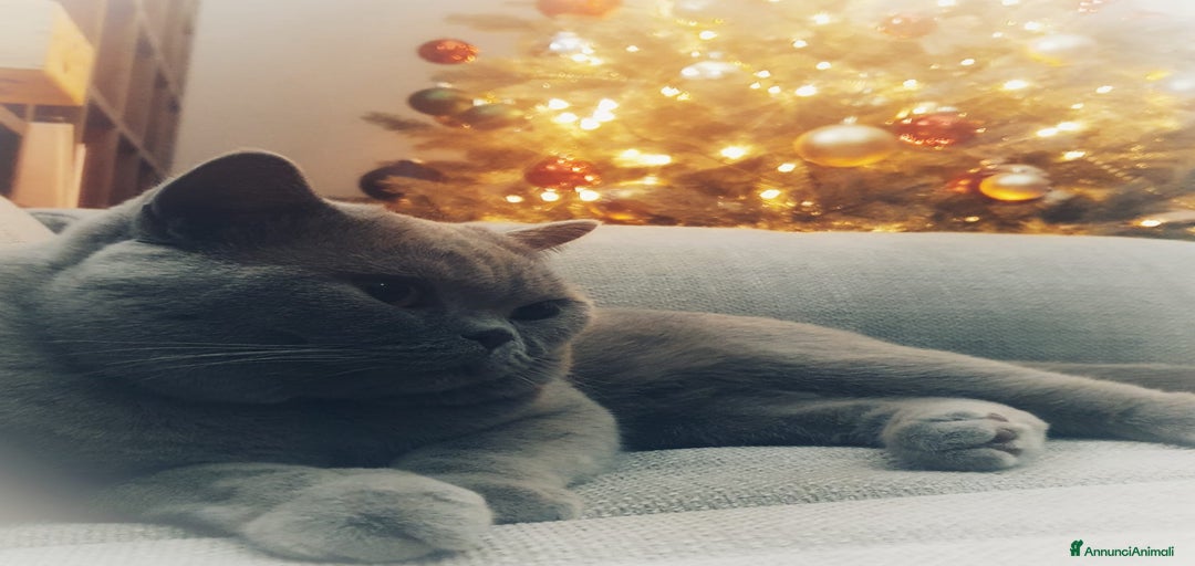 Immagine della galleria {{count}}