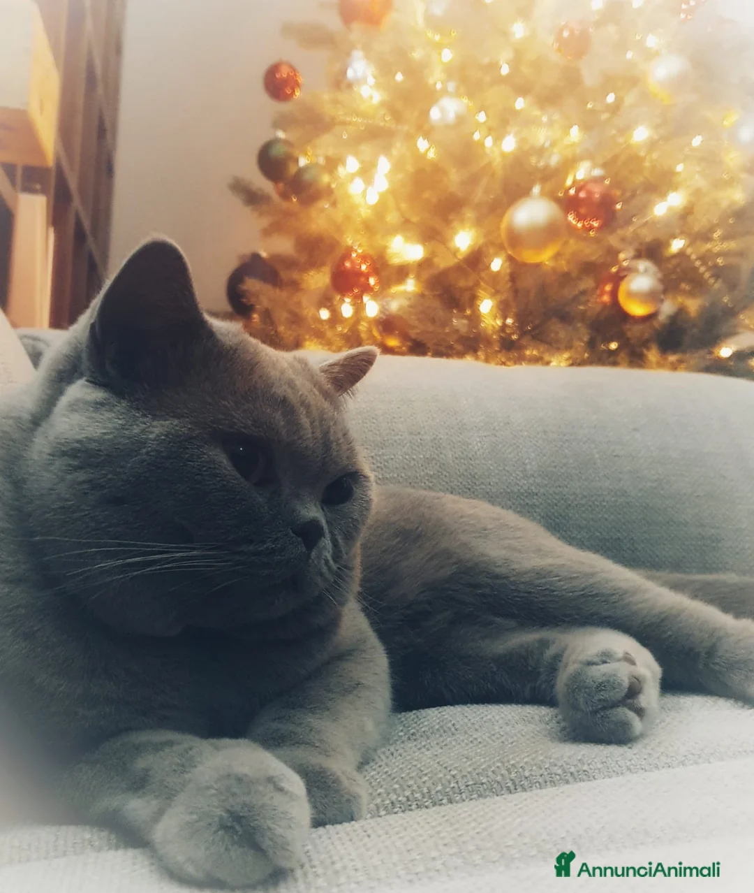 Immagine della galleria {{count}}