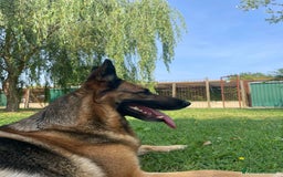 Pastore Tedesco cani in regalo: Sally, 6 anni, Pastore Tedesco - Immagine 8