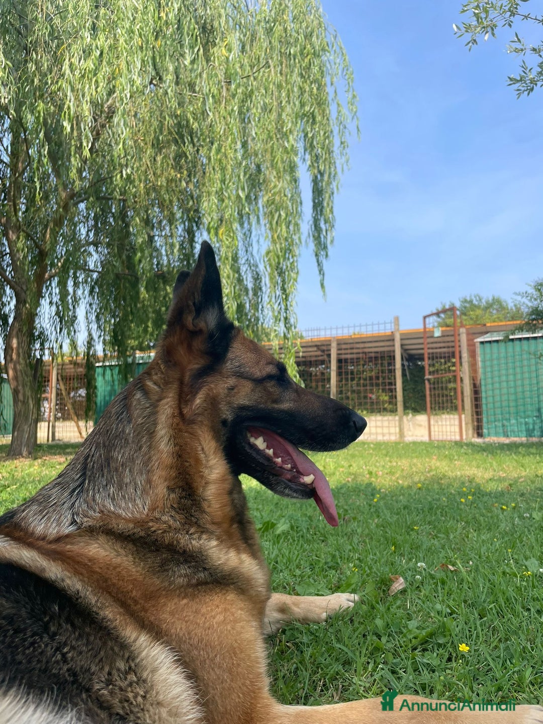 Pastore Tedesco cani in regalo: Sally, 6 anni, Pastore Tedesco - Immagine 8
