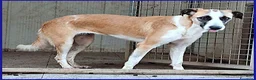 Meticcio cani in regalo: NORMA giovane timidina - Annuncio 1