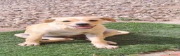 Meticcio cani in regalo: Mirtilla  a Provincia di Crotone - Annuncio 1