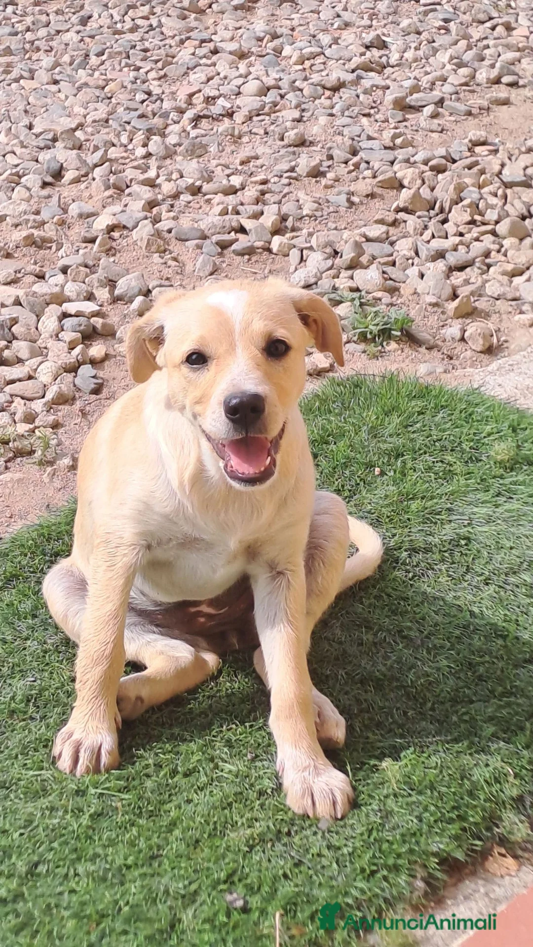 Meticcio cani in regalo: Mirtilla  a Provincia di Crotone - Annuncio 1