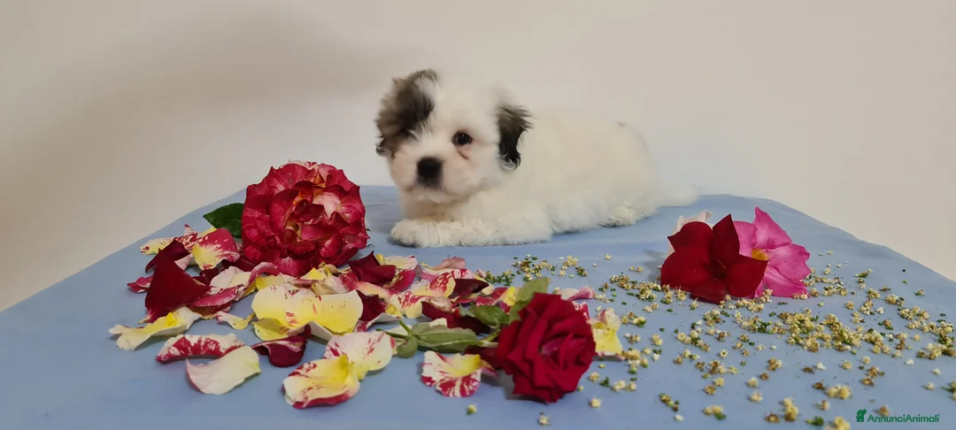 Immagine della galleria {{count}}