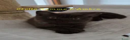 British gatti in vendita: British shorthair chocolate  - Annuncio 3