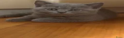 Scottish gatti in vendita: Cucciolata Scottish-British - Annuncio 3