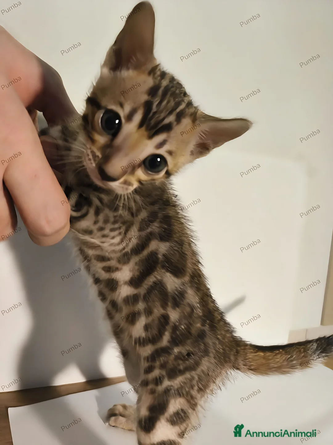 Bengala gatti in vendita: Gattini Bengala con Pedigree  - Annuncio 4