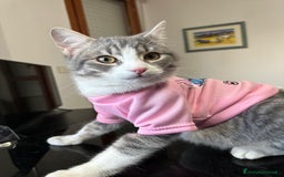 Europeo gatti in regalo: Fiocco d'argento - Immagine 1