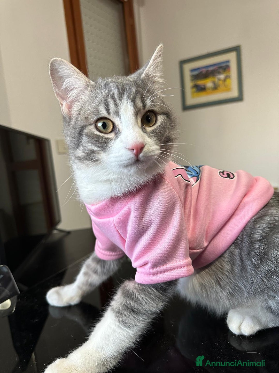 Europeo gatti in regalo: Fiocco d'argento - Annuncio 1