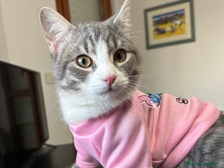 Europeo gatti Fiocco d'argento - Annuncio 39