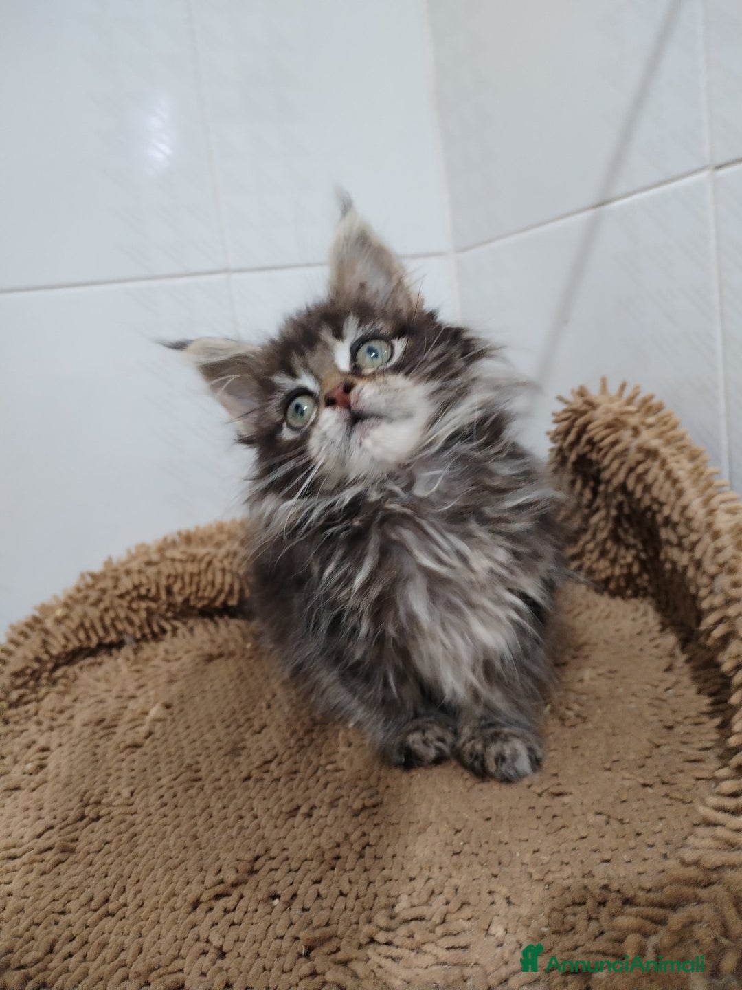 Maine Coon gatti in vendita: Maine coon  - Annuncio 3