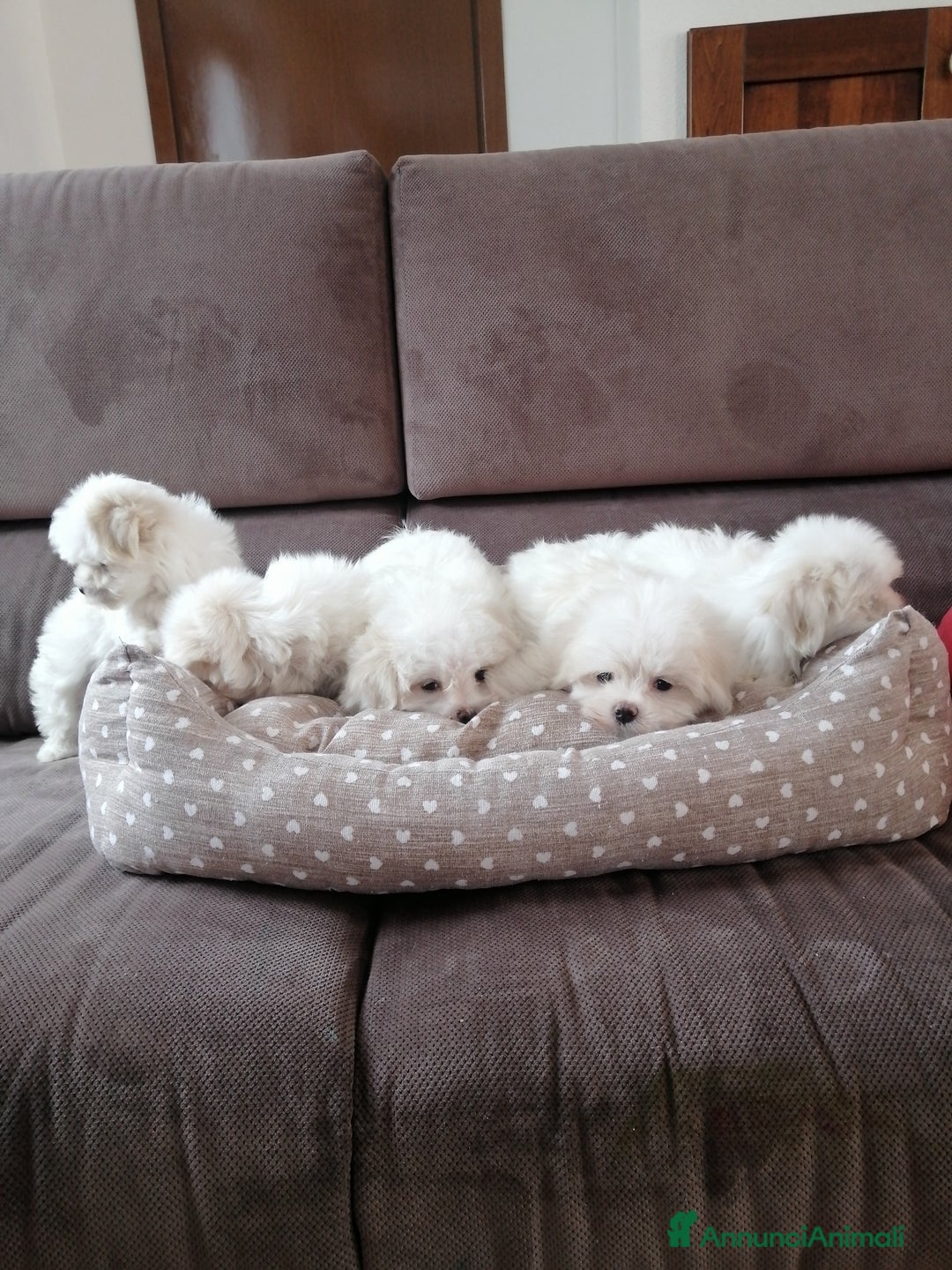 Maltese cani in vendita: CUCCIOLI DI RAZZA MALTESE  CON PEDIGREE ENCI - Annuncio 4