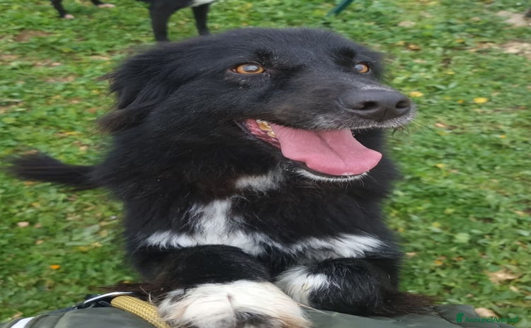 Meticcio cani a Provincia di Verona - Annuncio 9