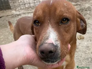 Meticcio cani LO SPLENDIDO CORFU' - Annuncio 28