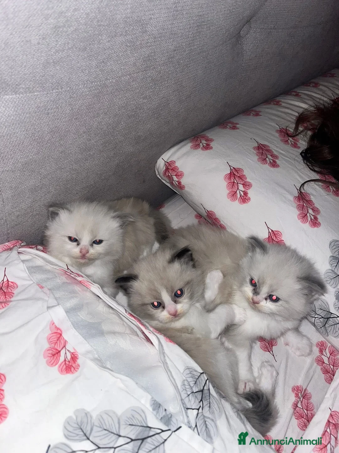 Ragdoll gatti in vendita: Gattini ragdoll adozione  - Annuncio 2