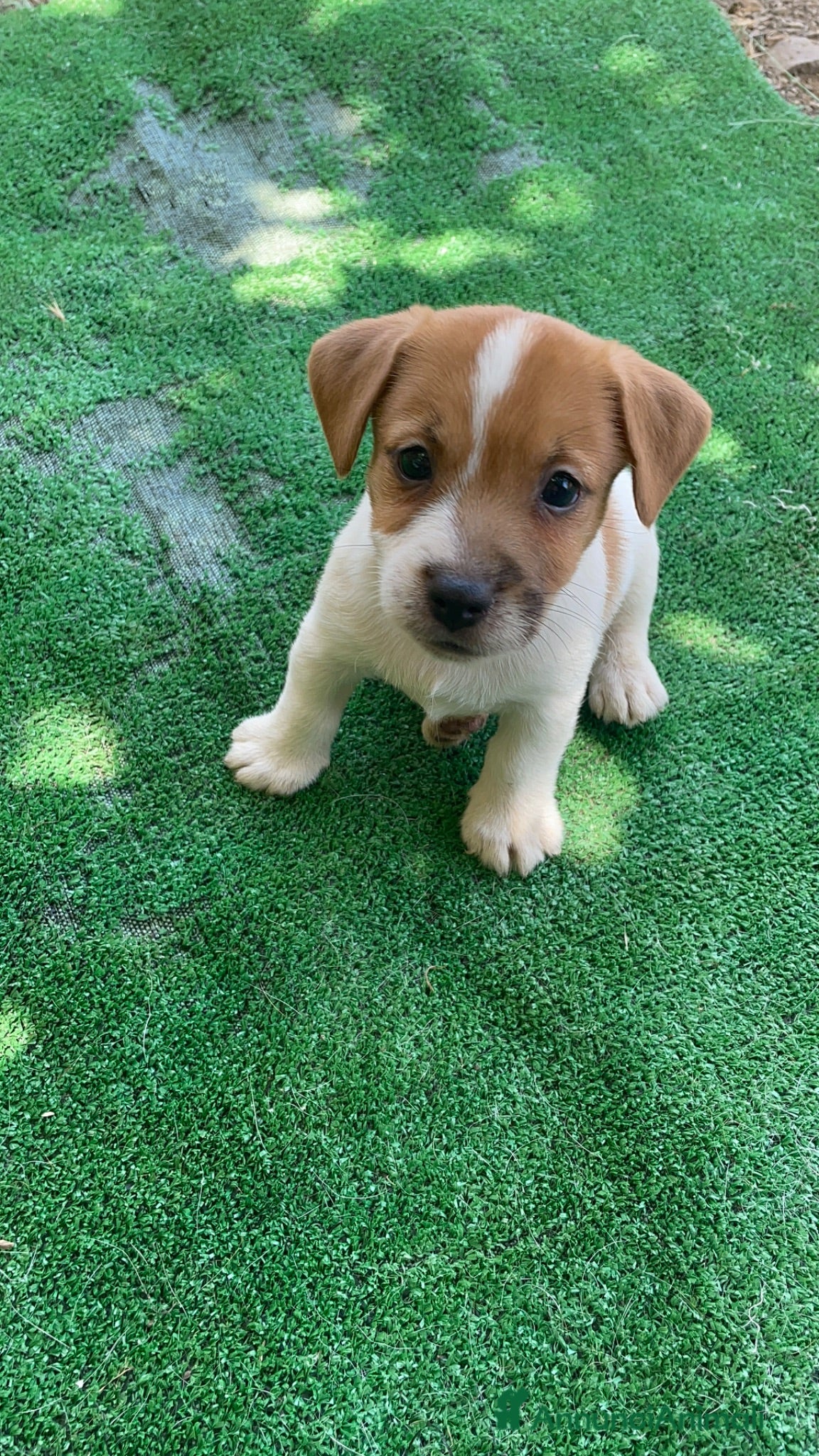 Jack Russell cani Jack Russell Cuccioli  - Annuncio 3