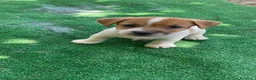 Jack Russell cani in vendita: Jack Russell Cuccioli  - Annuncio 1