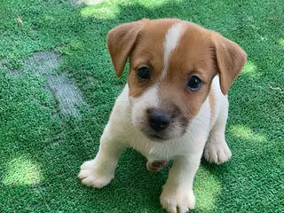 Jack Russell cani Jack Russell Cuccioli - Annuncio 3