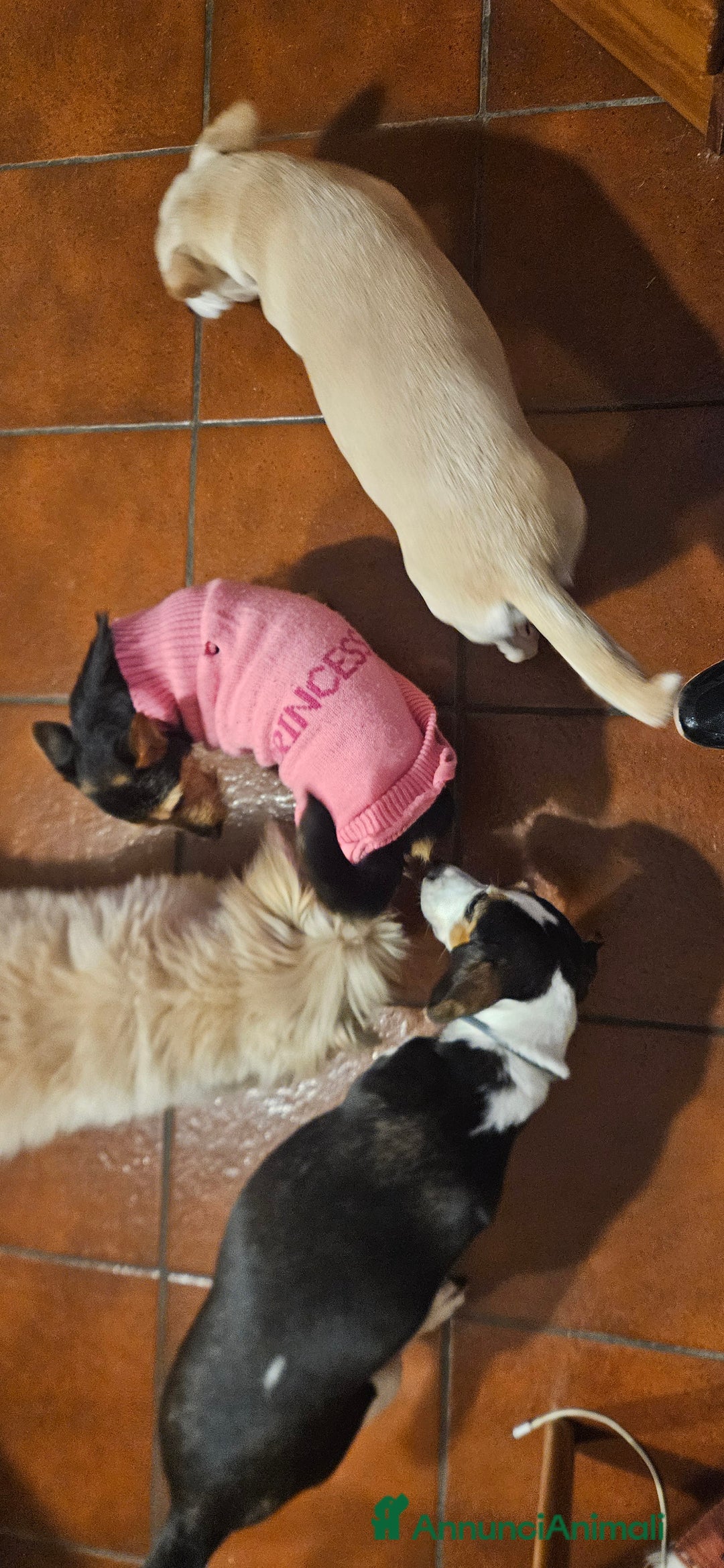 Meticcio cani in regalo: CUCCIOLI SOLI ED ESCLUSI! - Annuncio 13