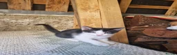 Europeo gatti in regalo: Cuccioli vivaci e dolcissimi cercano casa  - Annuncio 3