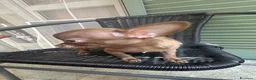 Chihuahua cani in vendita: Chihuahua Pedigree Enci - Annuncio 2
