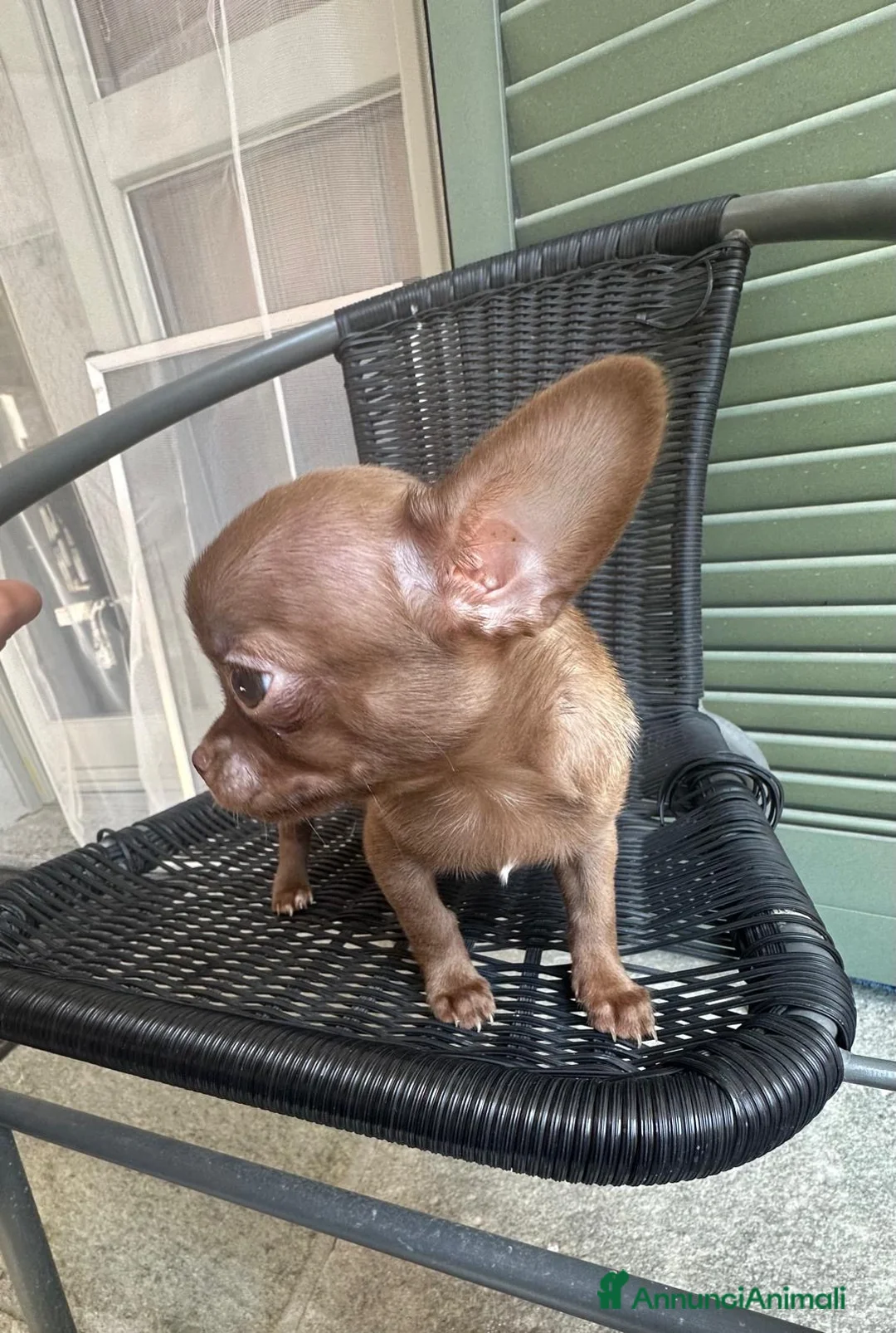 Chihuahua cani in vendita: Chihuahua Pedigree Enci - Annuncio 2