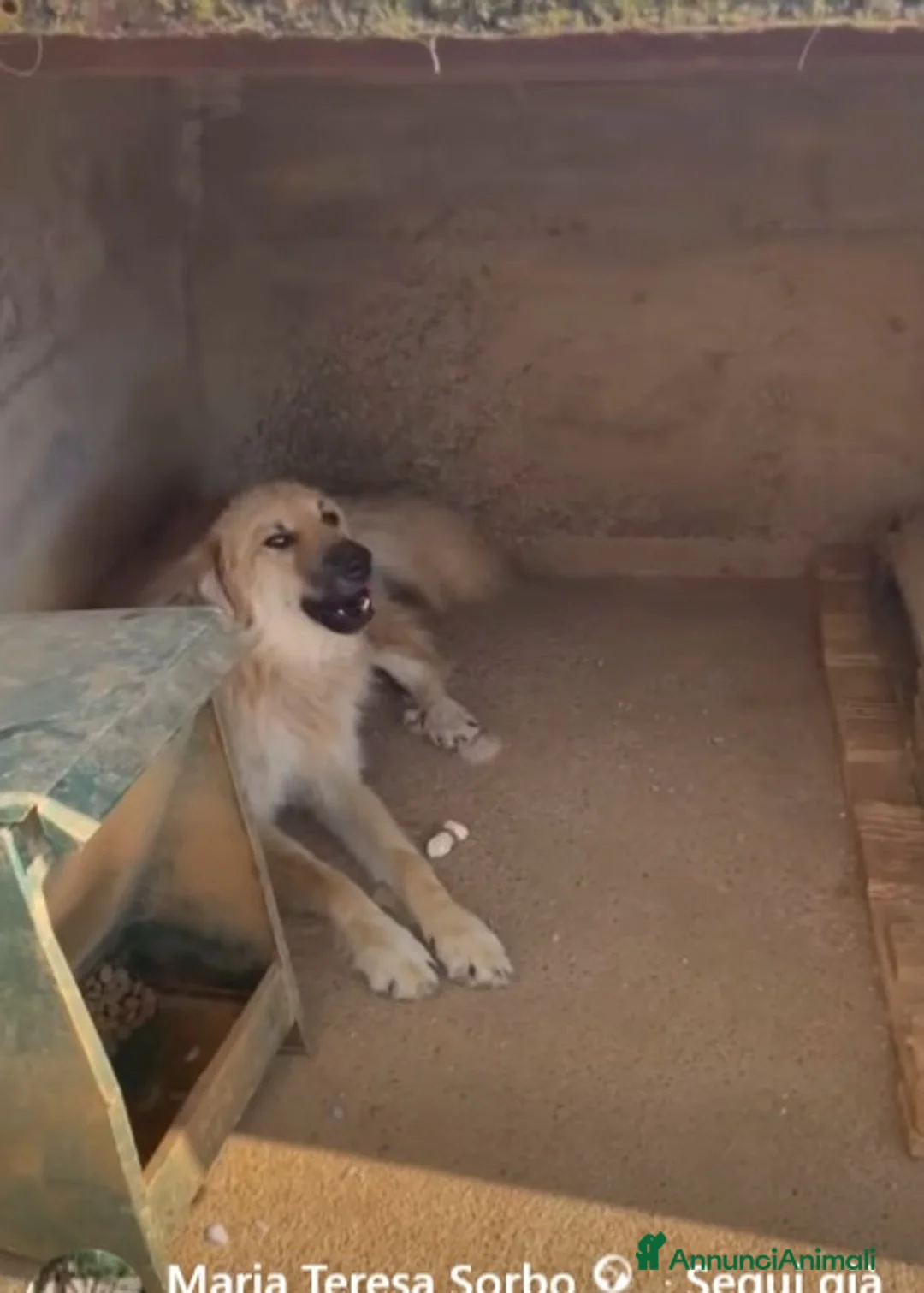 Meticcio cani in regalo: ADOZ.del💔:sta sopportando inferno in canile! - Annuncio 2