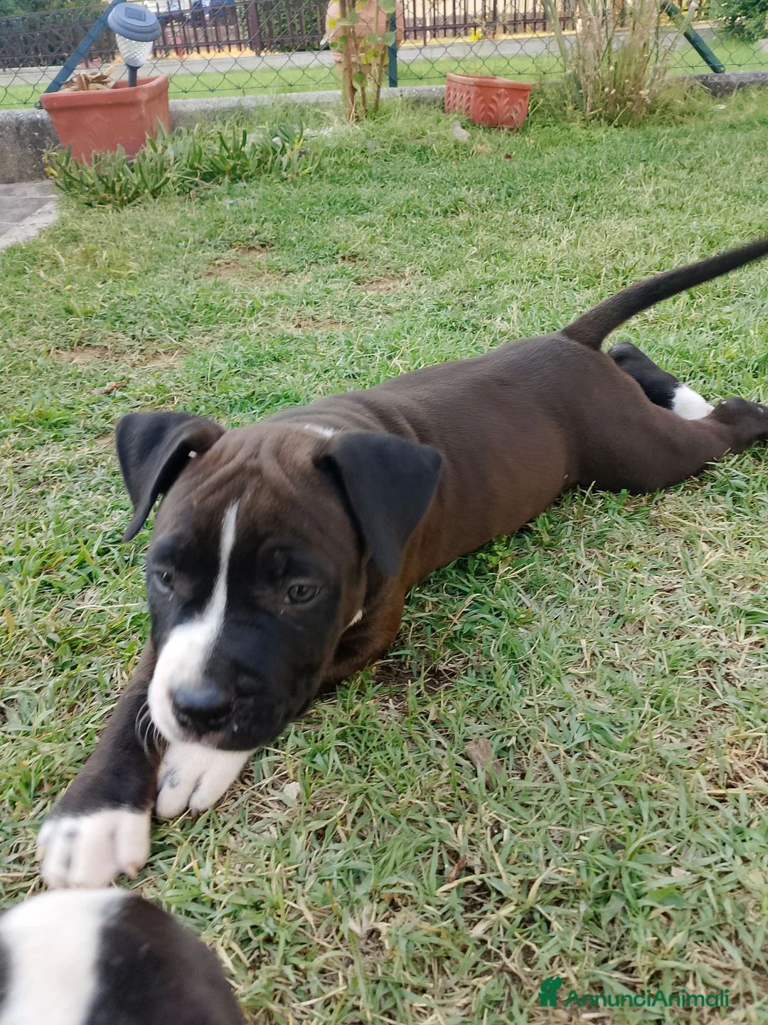 American Staffordshire cani in vendita: Amstaff - Annuncio 4