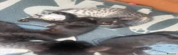 Altre razze gatti in regalo: Gattini  - Annuncio 2