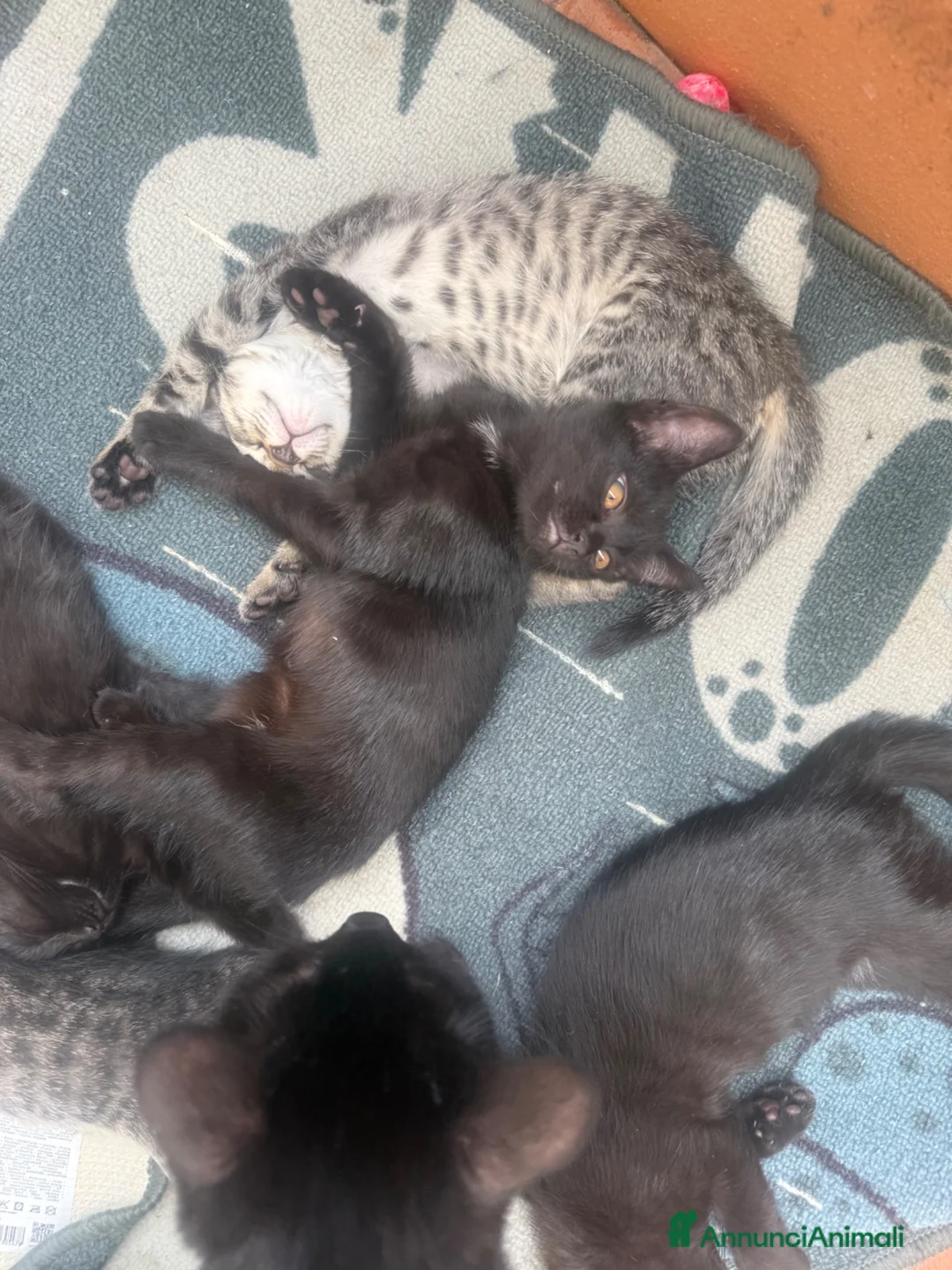 Altre razze gatti in regalo: Gattini  - Annuncio 2