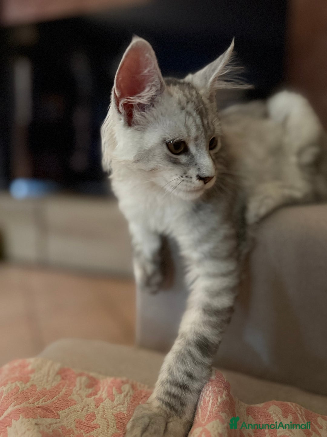 Maine Coon gatti in vendita: Bellissimo gattino Maine coon da subito a Città metropolitana di Roma Capitale - Immagine 4