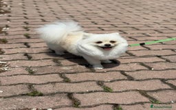 Volpino Pomerania cani in vendita: Pomerania cercano famiglia  a Libero consorzio comunale di Caltanissetta - Immagine 3