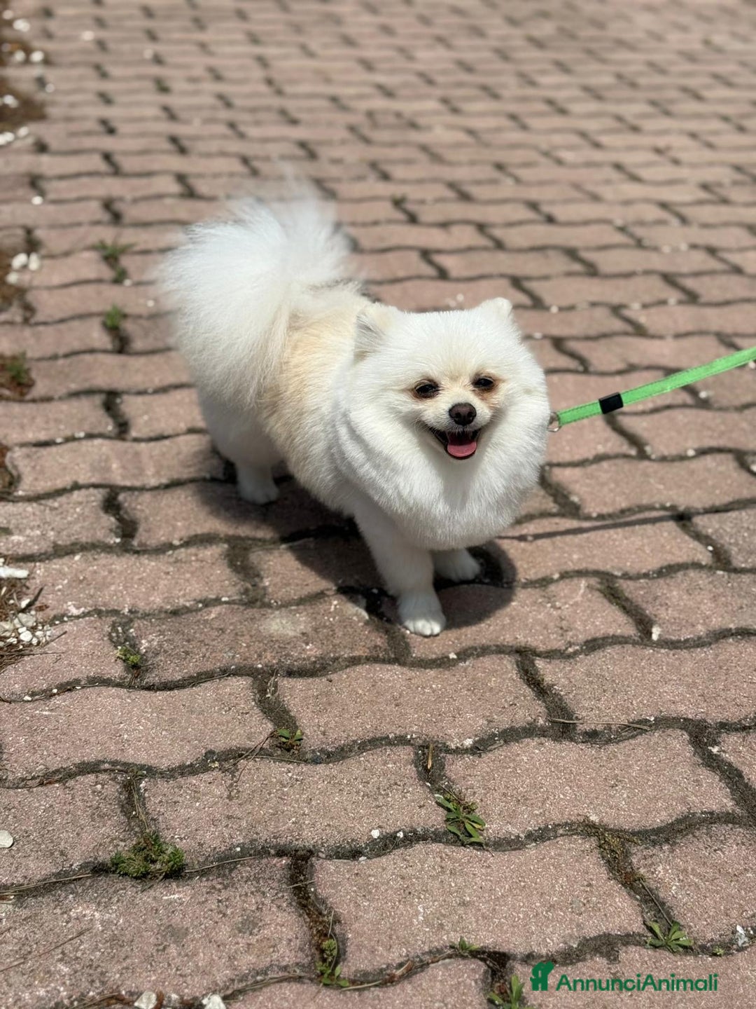 Volpino Pomerania cani in vendita: Pomerania cercano famiglia  a Libero consorzio comunale di Caltanissetta - Immagine 3
