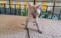 Bengala gatti in vendita: Cuccioli Bengala  - Immagine 2