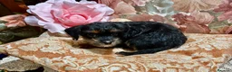 Yorkshire cani in vendita: Ultimo cucciolo di Yorkshire  - Annuncio 4