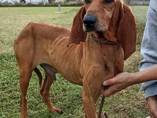 Segugio cani Sega – segugio coclor nocciola in adozione a Provincia di Latina - Annuncio 10