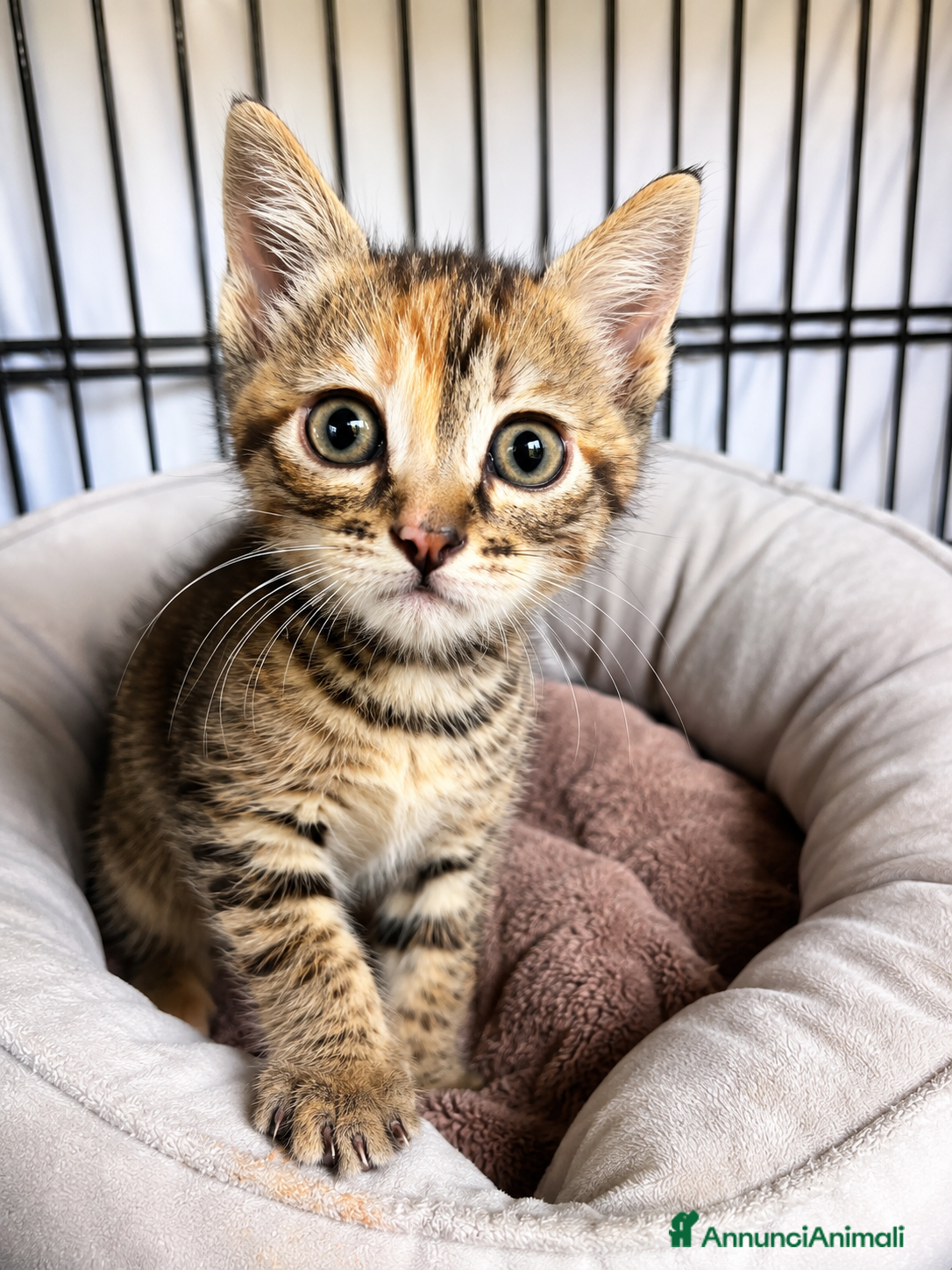Europeo gatti Dolcissima gattina in cerca di famiglia  - Annuncio 4
