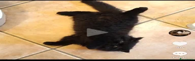 Persiano 1