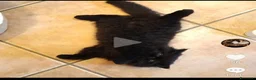 Persiano gatti in vendita: Cuccioli di persiano alta genealogia con pedigree a Provincia di Pavia - Annuncio 6