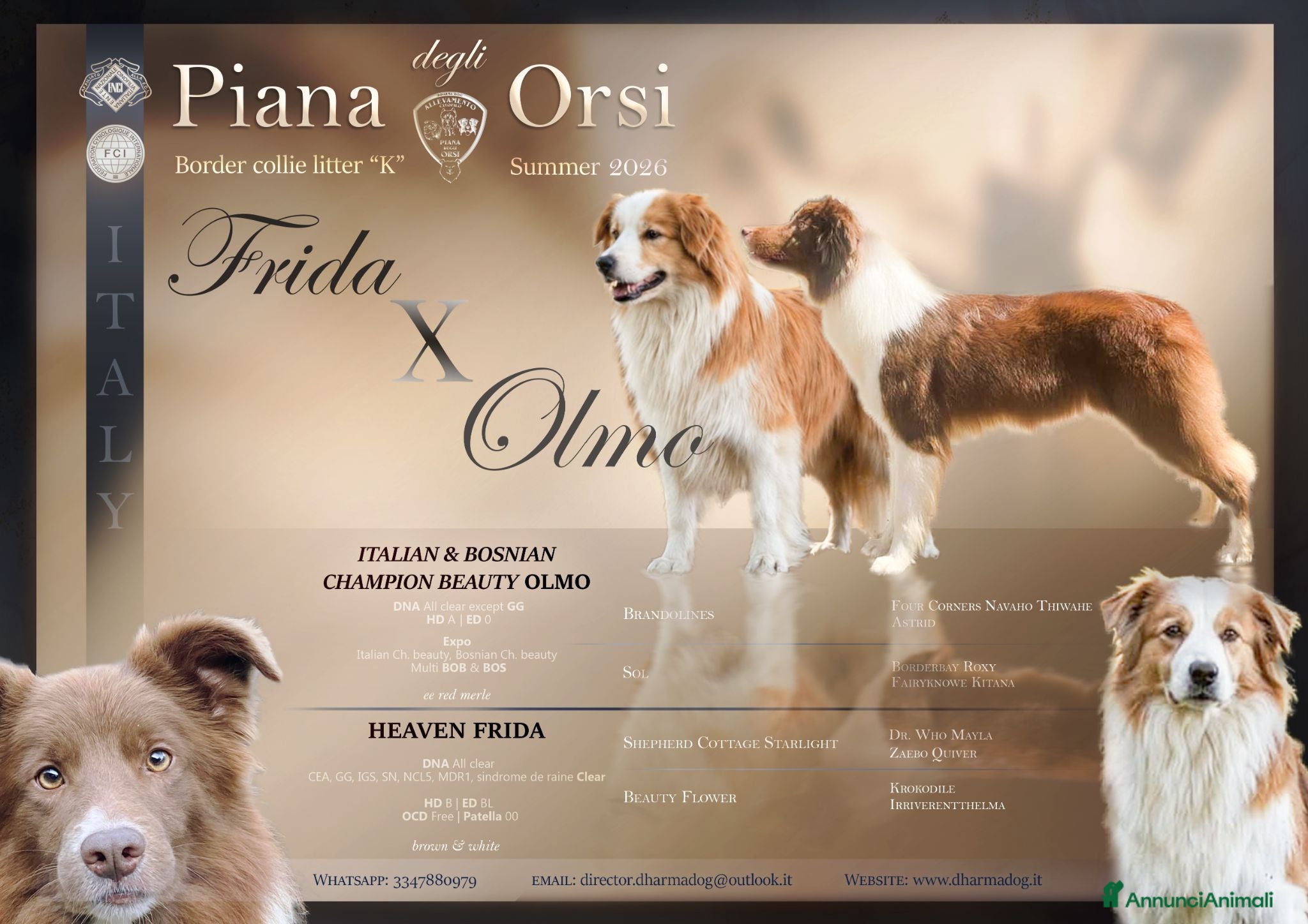 Border Collie cani  Border collie Litter k 2026 - Annuncio 1