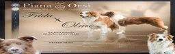 Border Collie cani in vendita:  Border collie Litter k 2026 - Annuncio 1
