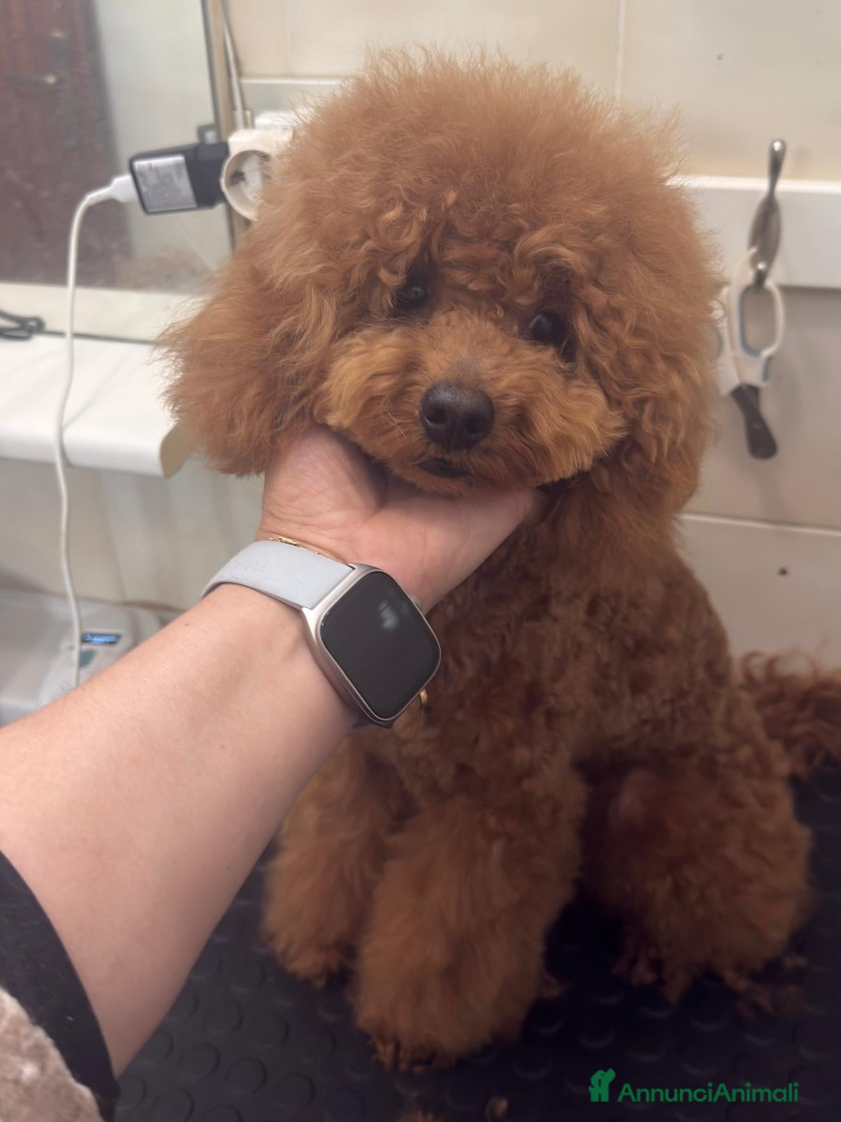 Barboncino cani Barboncino nano fulvo - Annuncio 5