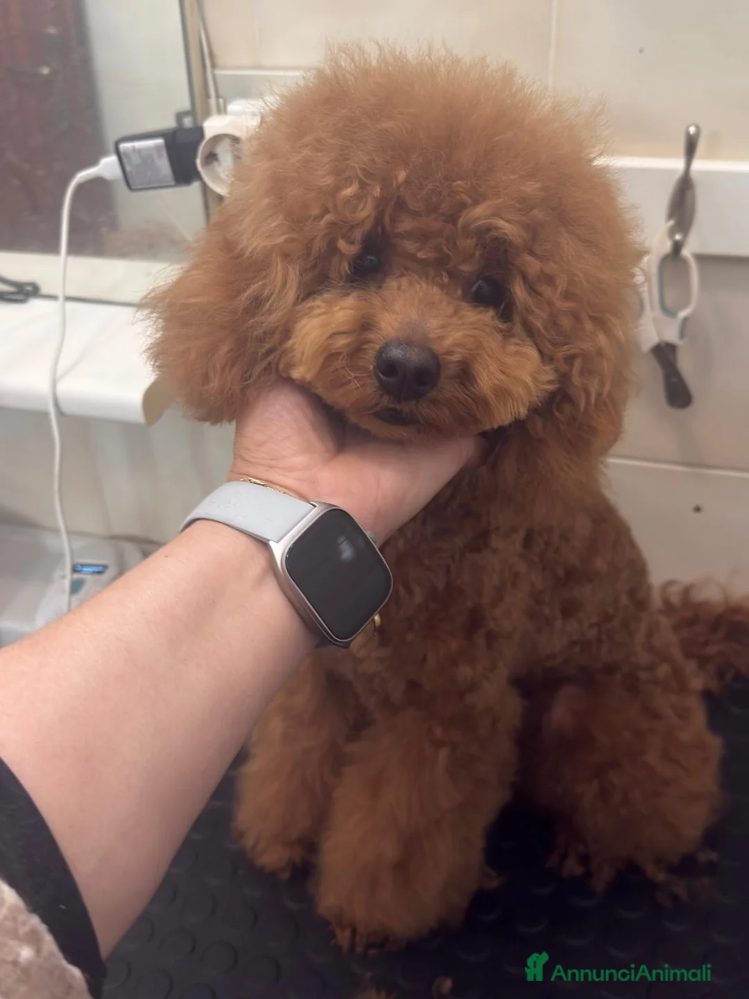 Barboncino cani in vendita: Barboncino nano fulvo - Annuncio 1