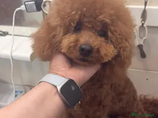 Barboncino cani Barboncino nano fulvo - Annuncio 5