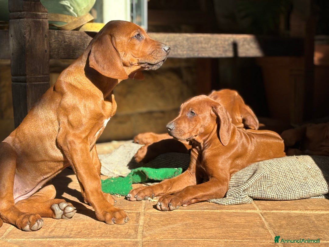 Rhodesian Ridgeback cani in vendita: Rhodesian Ridgeback  - Annuncio 7